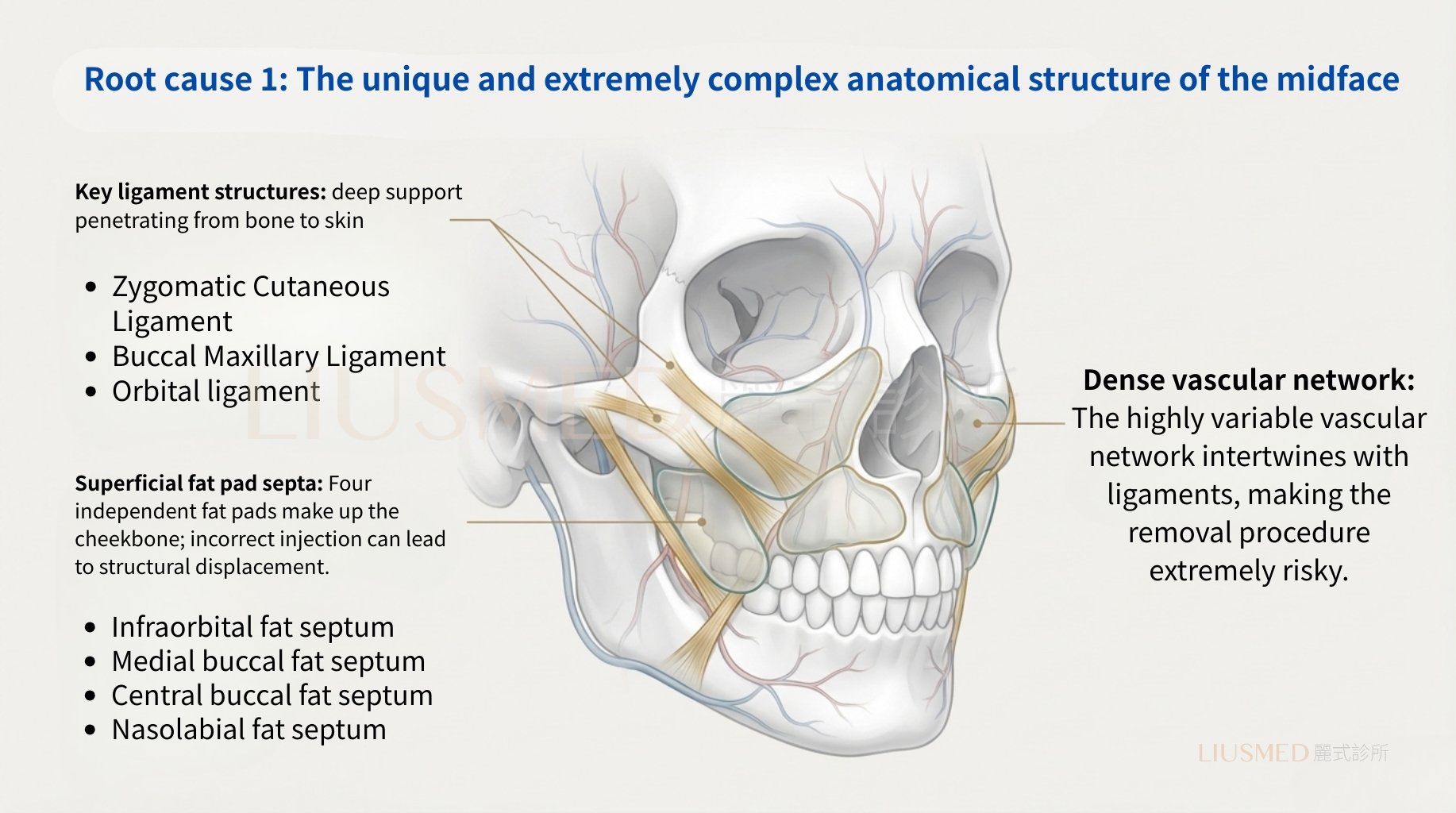 Mid-Face Anatomy